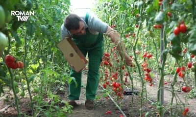 Tomatele romașcanului Neculai Gheorghiu, demne de adevărate expoziții
