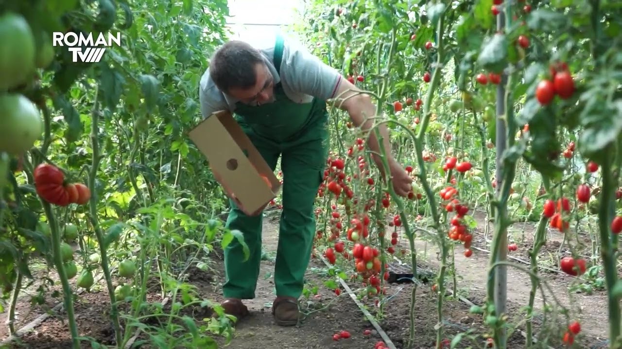Tomatele romașcanului Neculai Gheorghiu, demne de adevărate expoziții